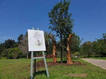 איור המתאר את צמיחת החרוב הצעיר דרך גזעי החרוב הבוגר. מאחור, היישום בשטח.