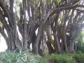 איזו עיר הדואגת לעצים שלה