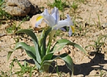 פריחות חורף ברמת הנגב