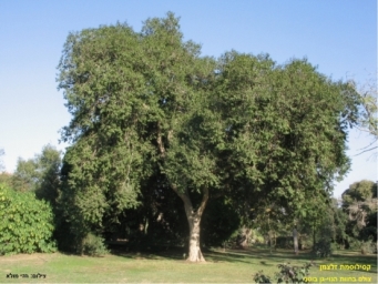 קסילומת זלצמן