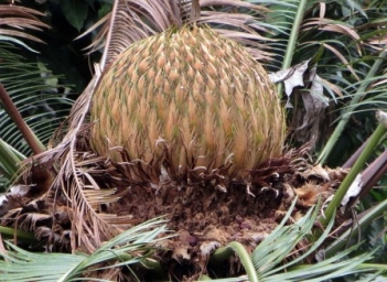 ציקס מופשל cycas revoluta