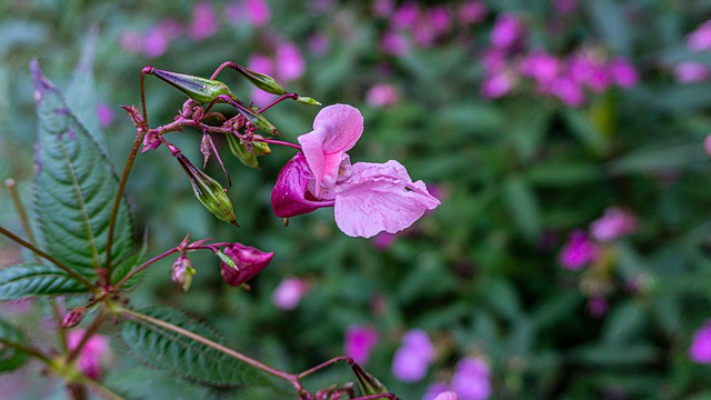 Antirrhinum majus