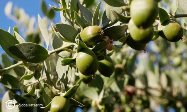 צמח החוחובה והפרי